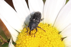 Odontocorynus salebrosus