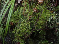 Heteroscyphus ciliatus