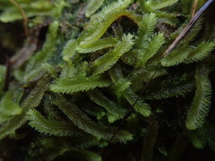 Heteroscyphus ciliatus