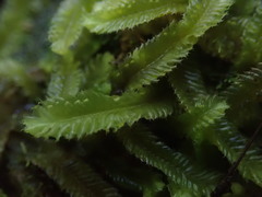 Heteroscyphus ciliatus
