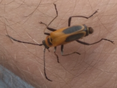 Chauliognathus pensylvanicus