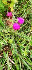 Cirsium acaule