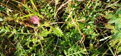 Cirsium acaule