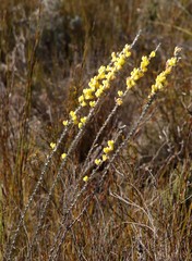 Aspalathus caledonensis