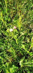 Cirsium acaule