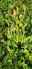 Cirsium acaule
