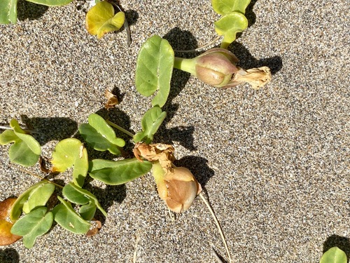 beach morning-glory