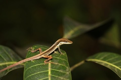 Anolis olssoni