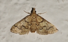 Metasia ophialis