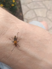 Chauliognathus pensylvanicus