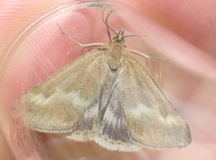 Pyrausta aerealis