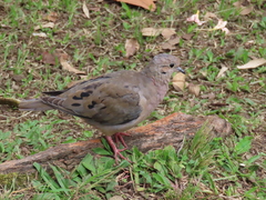 Zenaida auriculata caucae