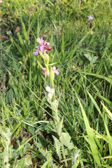 Ophrys sphegodes aveyronensis
