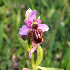 Ophrys sphegodes aveyronensis