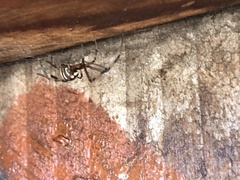 Latrodectus hesperus