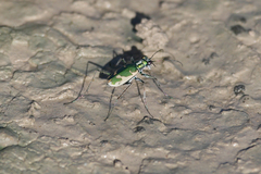 Ellipsoptera marutha