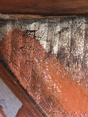 Latrodectus hesperus