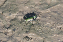 Ellipsoptera marutha