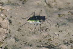 Ellipsoptera marutha