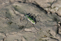 Ellipsoptera marutha
