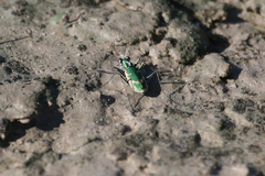 Ellipsoptera marutha