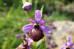 Ophrys sphegodes aveyronensis