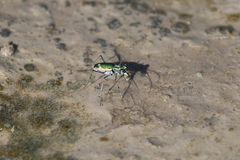 Ellipsoptera marutha