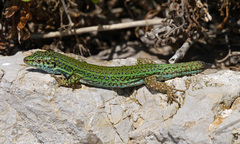 Podarcis pityusensis