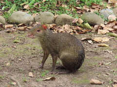 Dasyprocta punctata