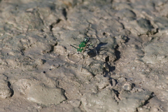Ellipsoptera marutha