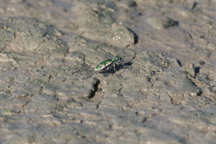 Ellipsoptera marutha