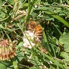 Apis mellifera