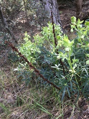 Orobanche haenseleri