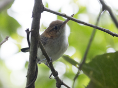 Ramphocaenus melanurus