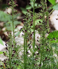 Scrophularia juratensis