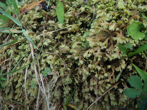 Plagiochila gigantea
