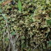 Plagiochila gigantea - Photo (c) Marley Ford, μερικά δικαιώματα διατηρούνται (CC BY-NC-SA), uploaded by Marley Ford