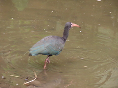 Phimosus infuscatus berlepschi