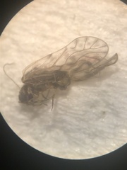 Philotarsus parviceps