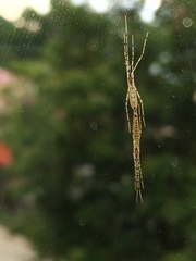Styringomyia