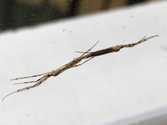 Styringomyia