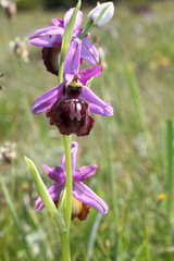 Ophrys sphegodes aveyronensis