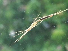 Styringomyia