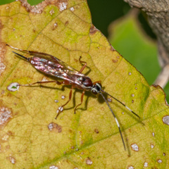 Ischnus inquisitorius