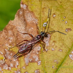 Ischnus inquisitorius