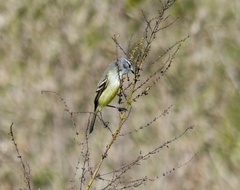 Serpophaga subcristata