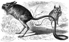 Great Jerboa photo 2