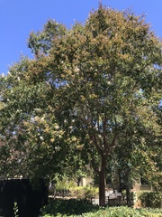 Eriococcus lagerstroemiae