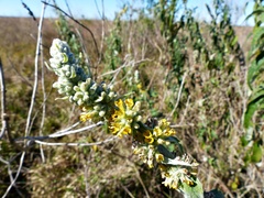 Buddleja stachyoides
