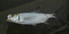 Megalops cyprinoides